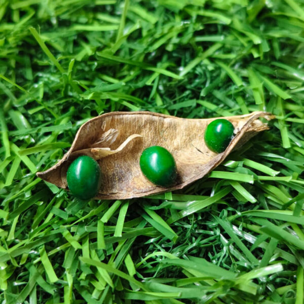 Premium Green Kundrimani Seeds - 1pcs  Natural Sacred Seeds for Pooja, Spiritual Rituals.