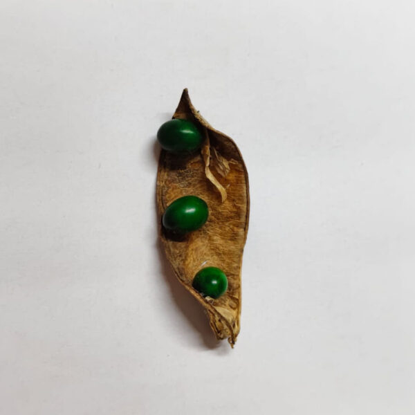Premium Green Kundrimani Seeds - 1pcs  Natural Sacred Seeds for Pooja, Spiritual Rituals.