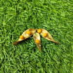 Premium yellow Kundrimani Seeds - 1pcs Natural Sacred Seeds for Pooja, Spiritual Rituals.
