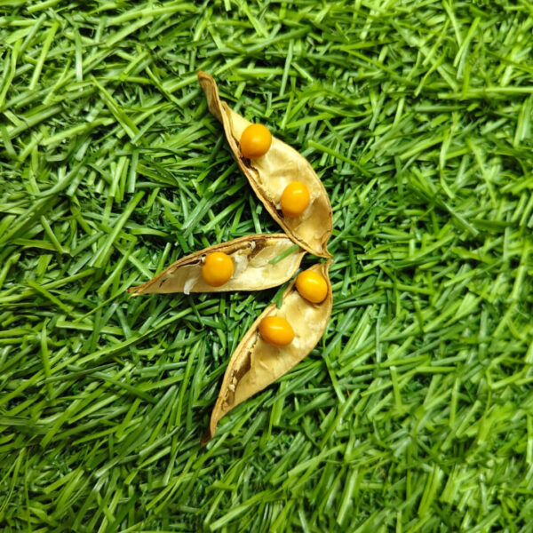 Premium yellow Kundrimani Seeds - 1pcs Natural Sacred Seeds for Pooja, Spiritual Rituals.