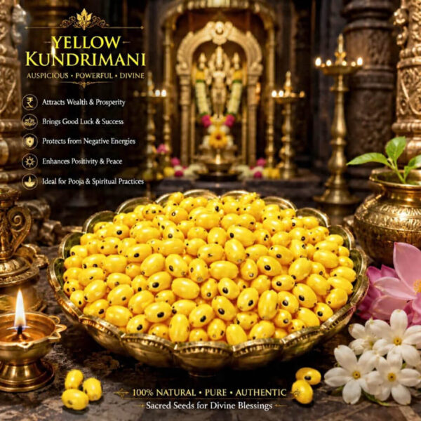 Premium yellow Kundrimani Seeds - 1pcs Natural Sacred Seeds for Pooja, Spiritual Rituals.