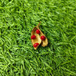Premium Red Kundrimani Seeds - 1pcs Natural Sacred Seeds for Pooja, Spiritual Rituals.