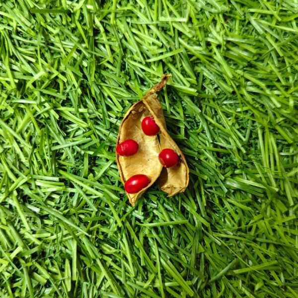 Premium Red Kundrimani Seeds - 1pcs Natural Sacred Seeds for Pooja, Spiritual Rituals.